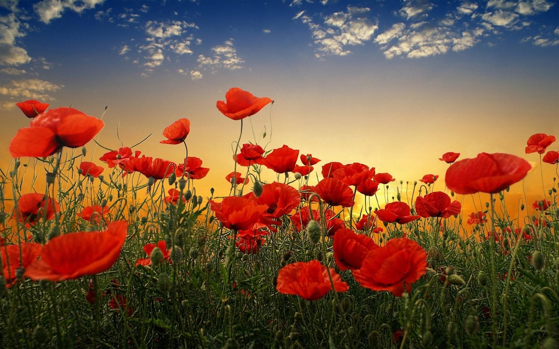 Poppy Flower Wallpapers