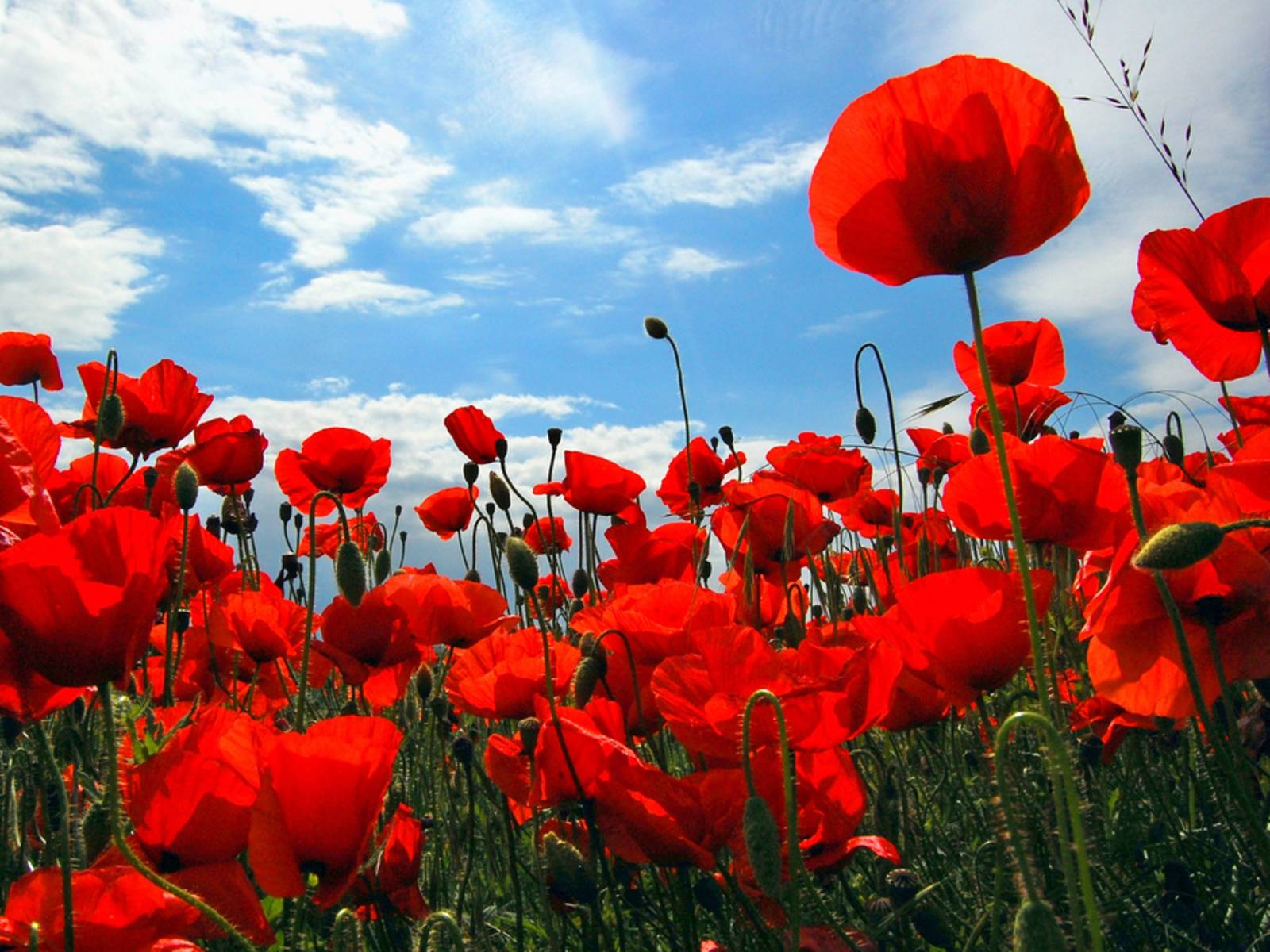 Poppy Flower Wallpapers