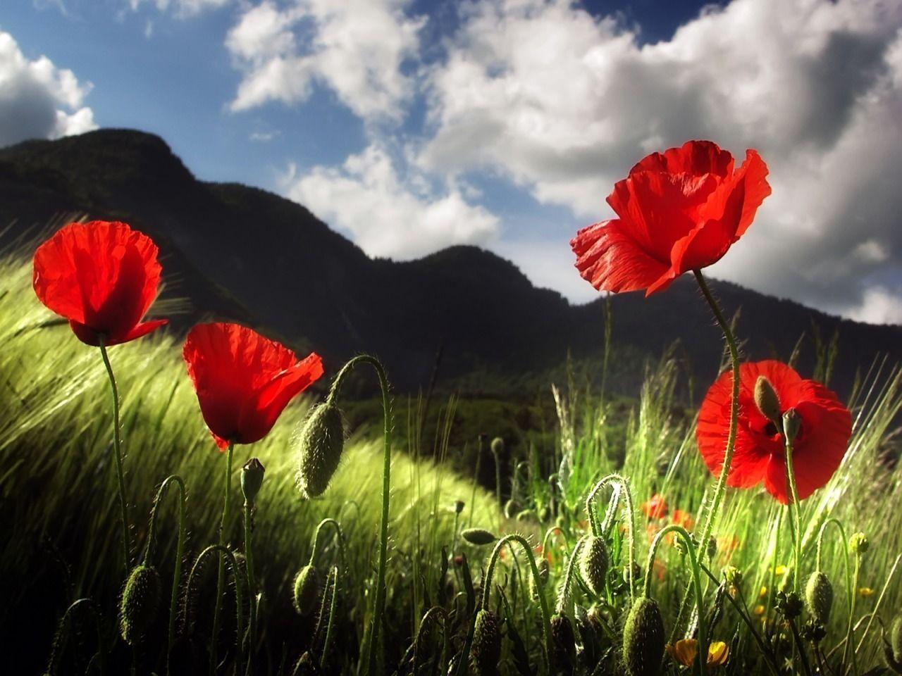 Poppy Flower Wallpapers