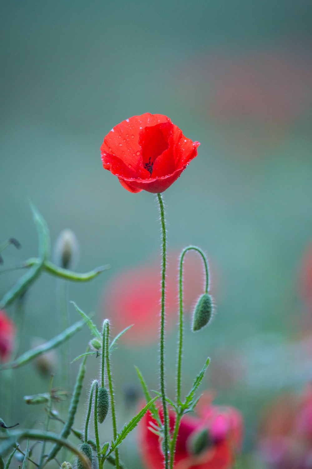 Poppy Flower Wallpapers