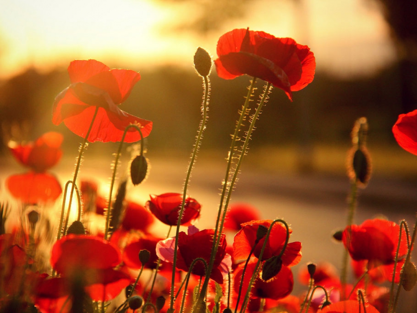 Poppy Flower Wallpapers