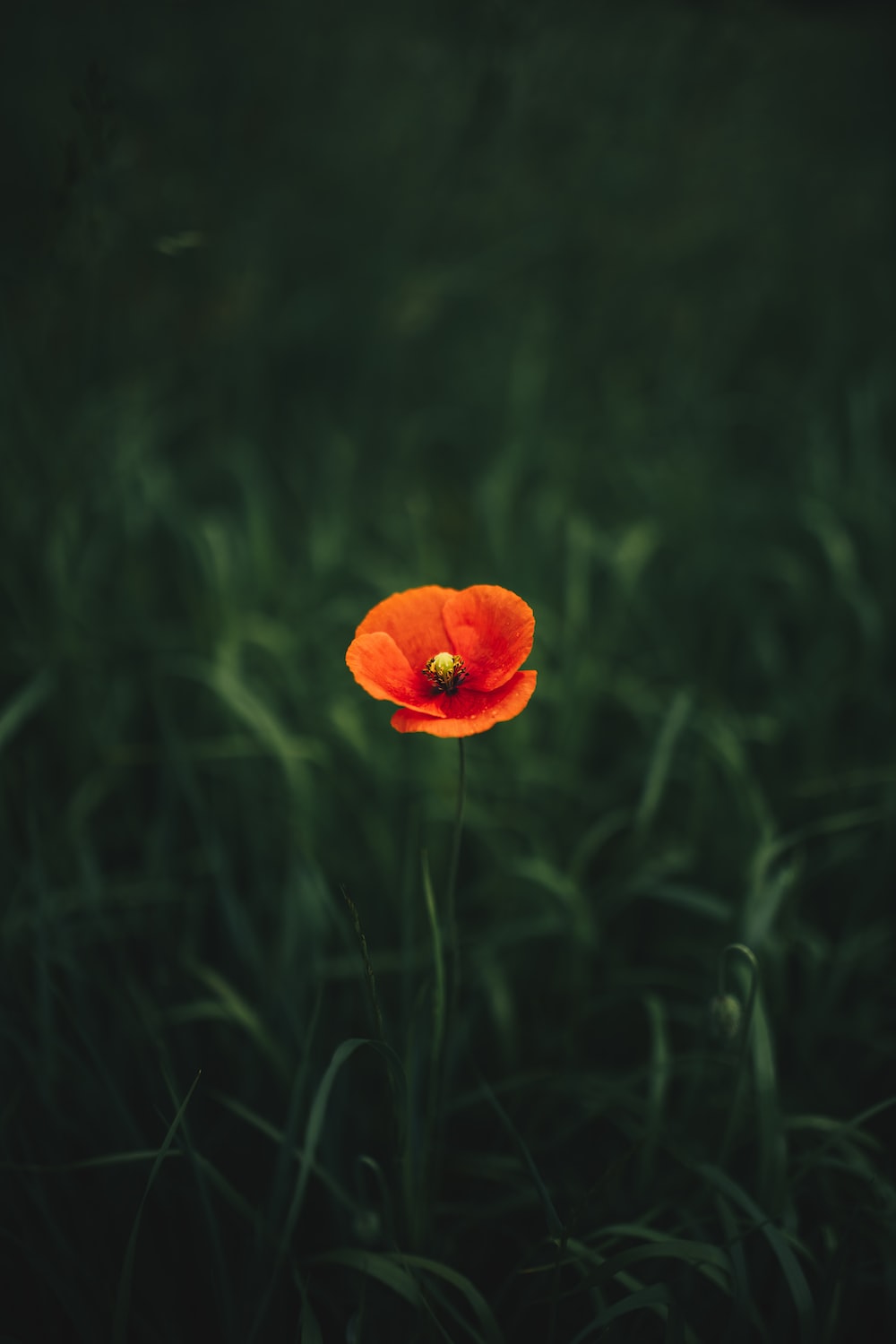 Poppy Flower Wallpapers