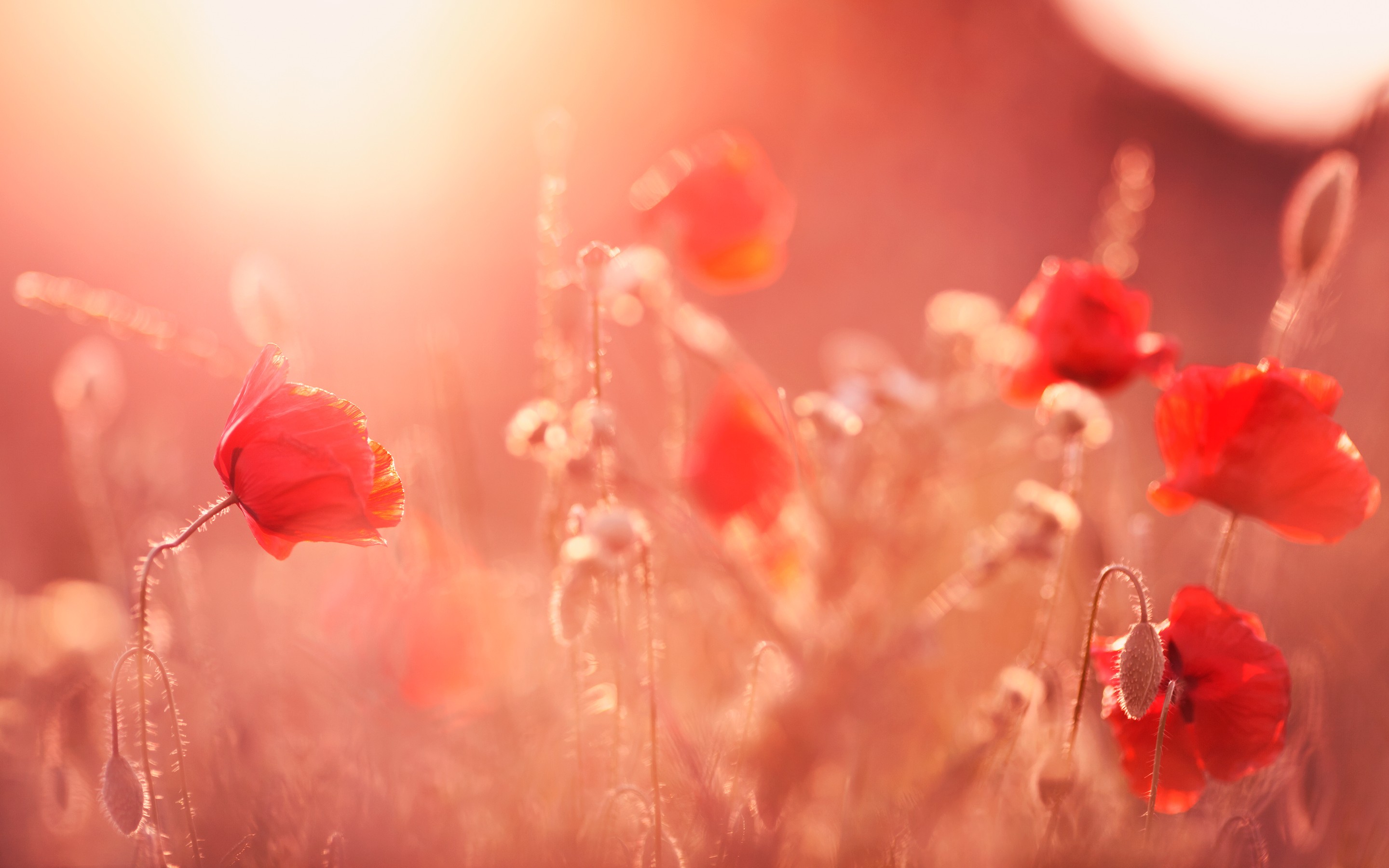 Poppy Flower Wallpapers