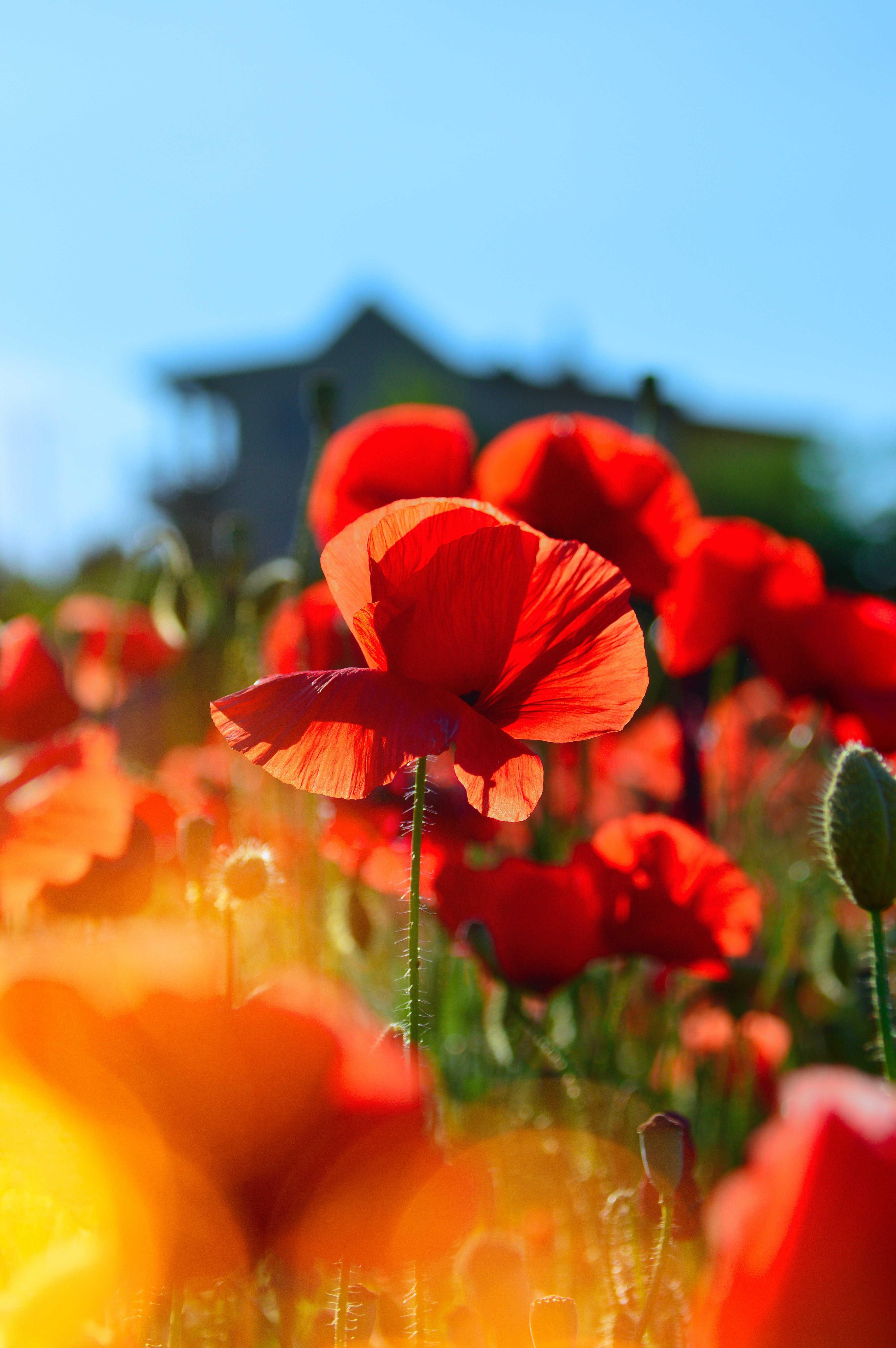 Poppy Flower Wallpapers