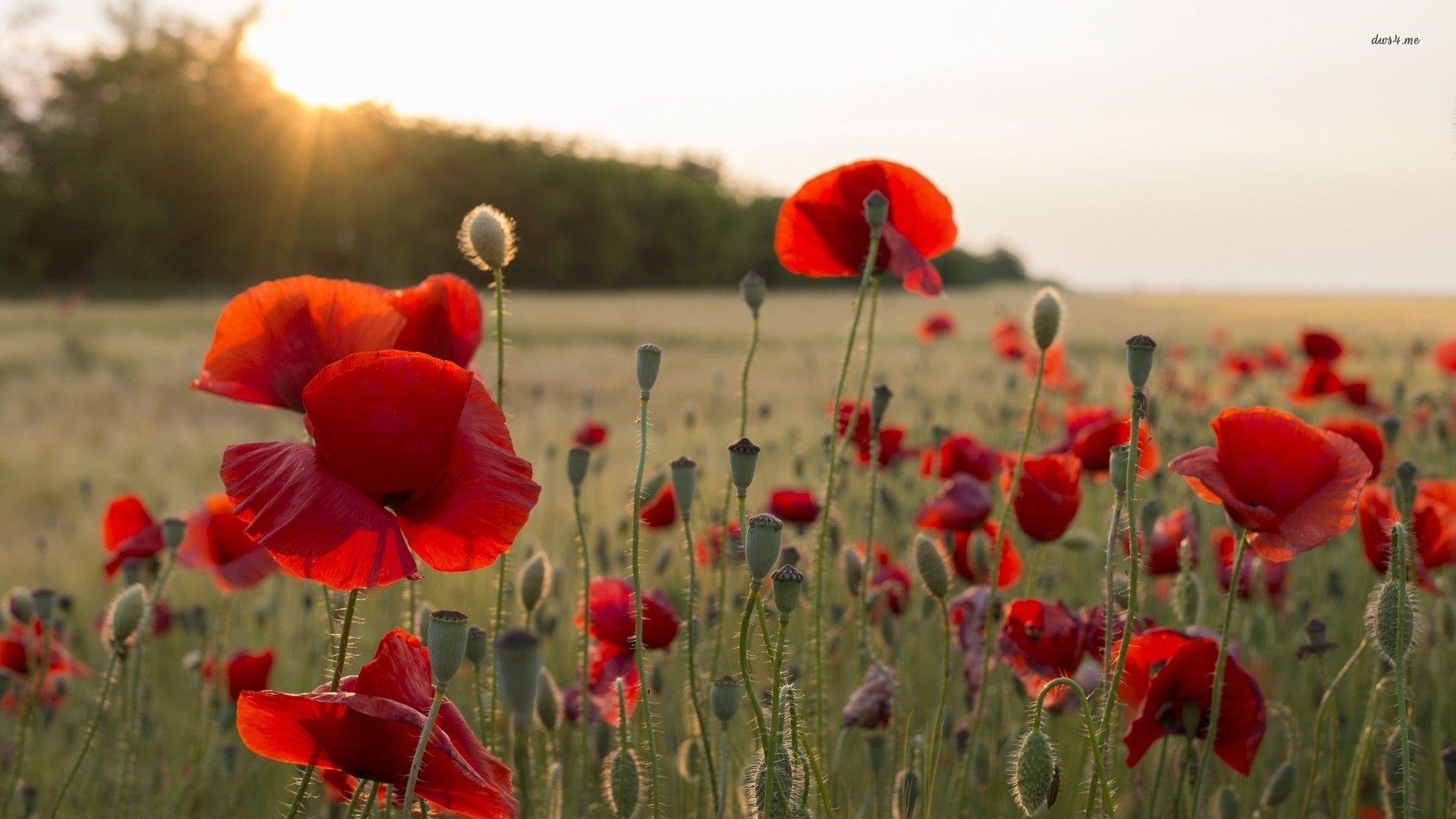 Poppy Flower Wallpapers