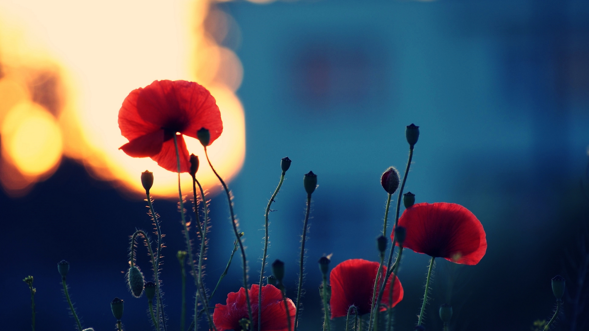 Poppy Flower Wallpapers