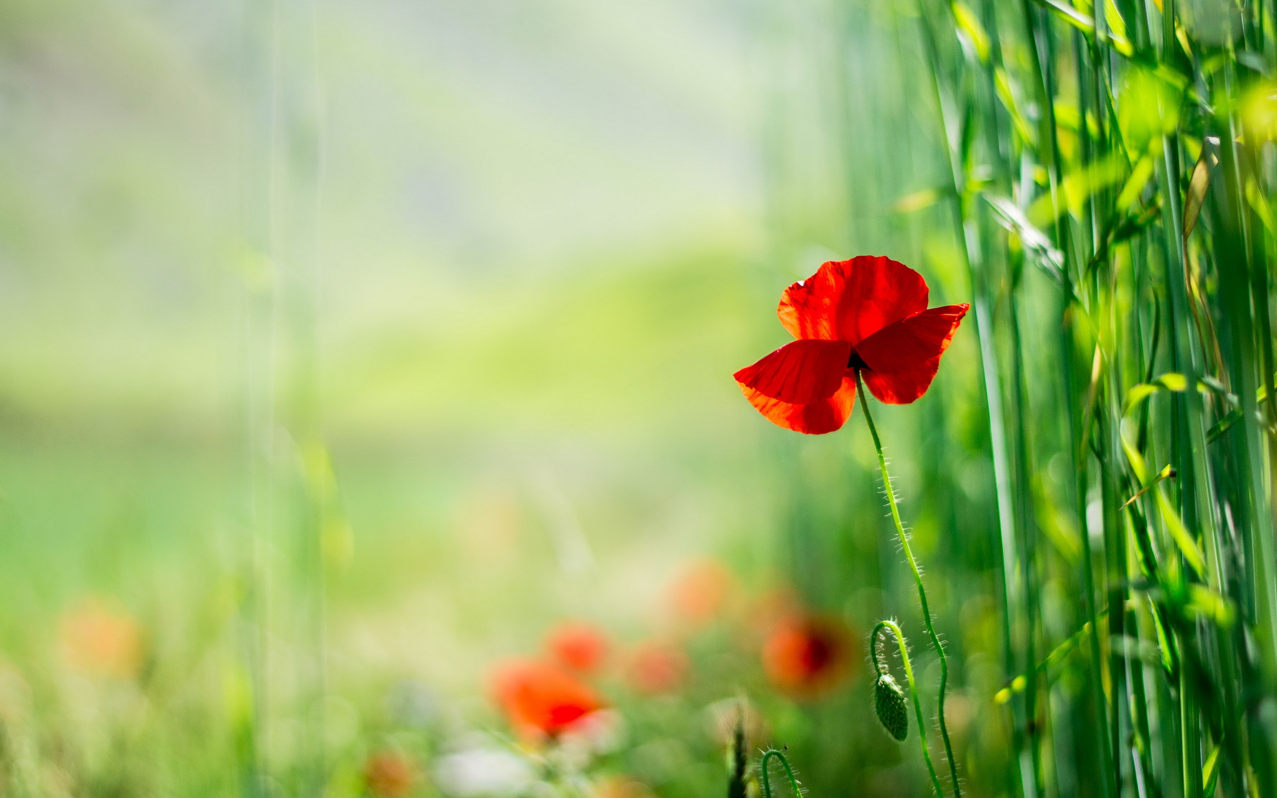 Poppy Flower Wallpapers