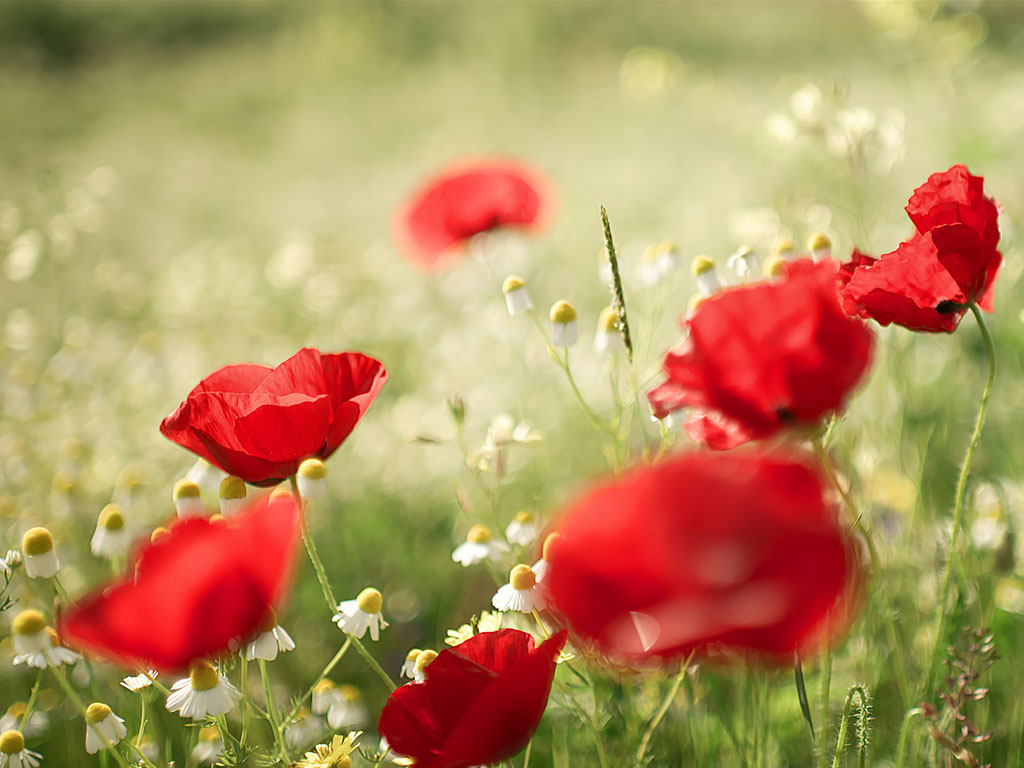 Poppy Flower Wallpapers