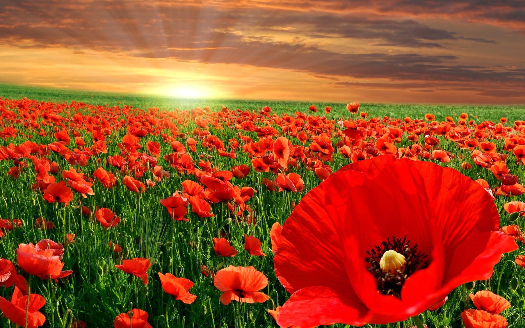 Poppy Flower Wallpapers