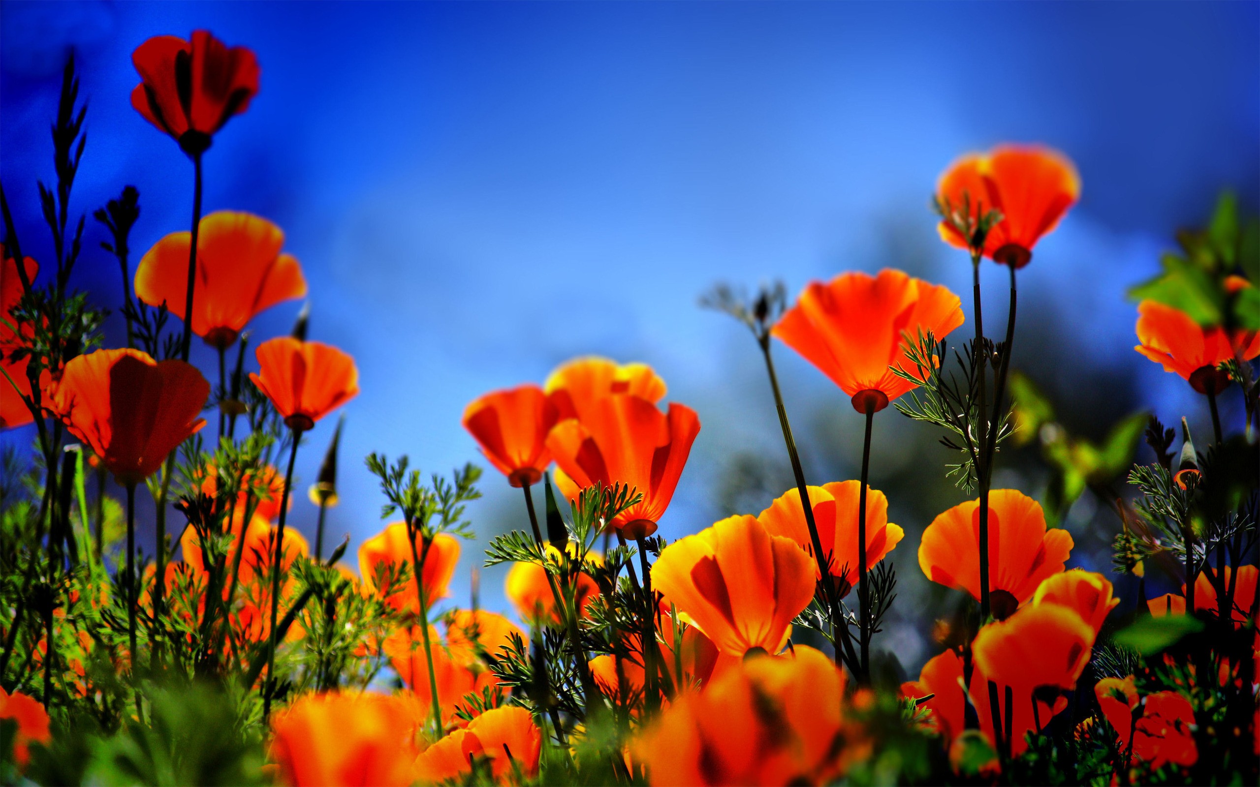 Poppy Flower Wallpapers