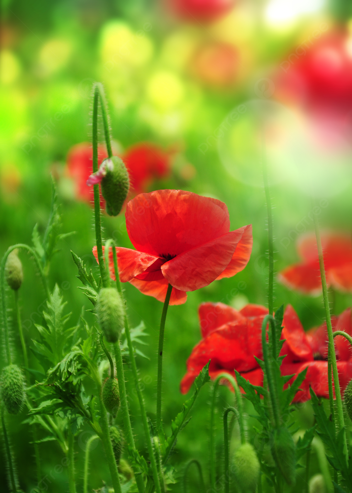 Poppy Flower Wallpapers