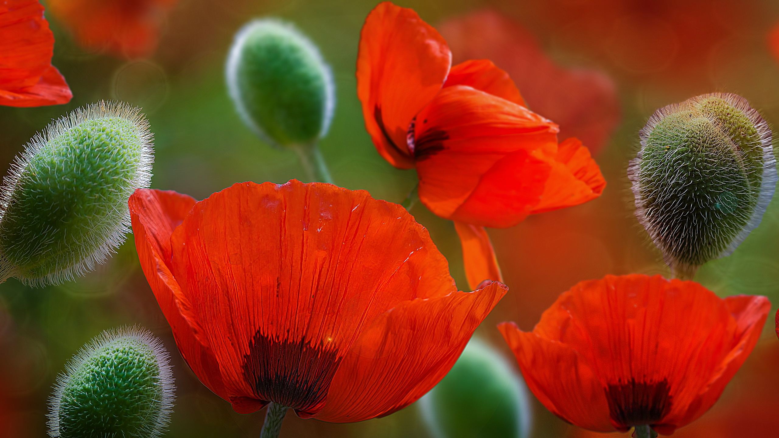 Poppy Flower Wallpapers