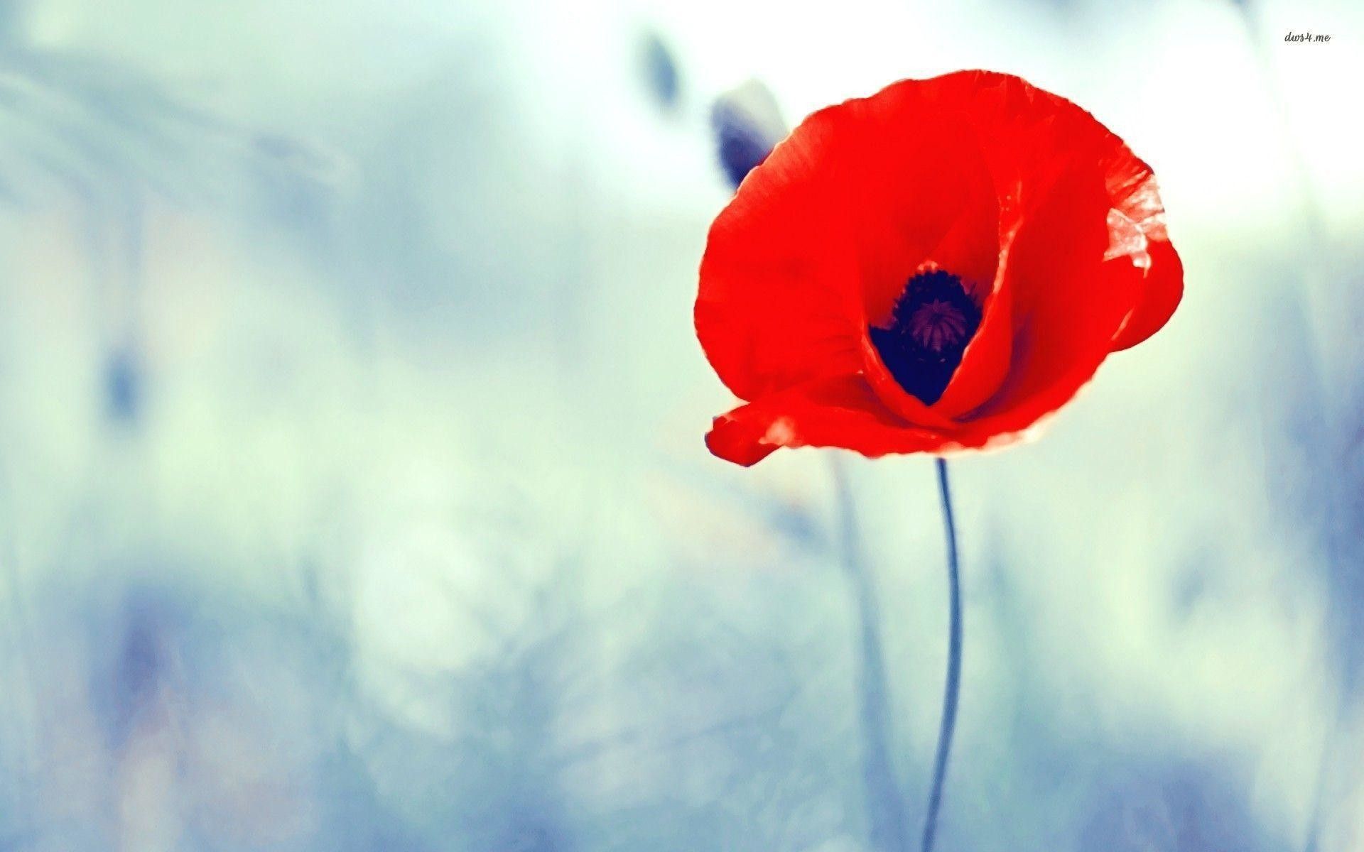 Poppy Flower Wallpapers