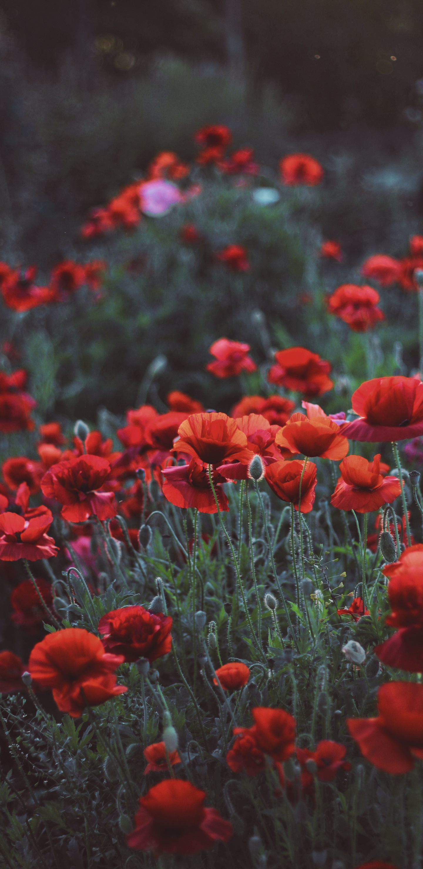 Poppy Flower Wallpapers