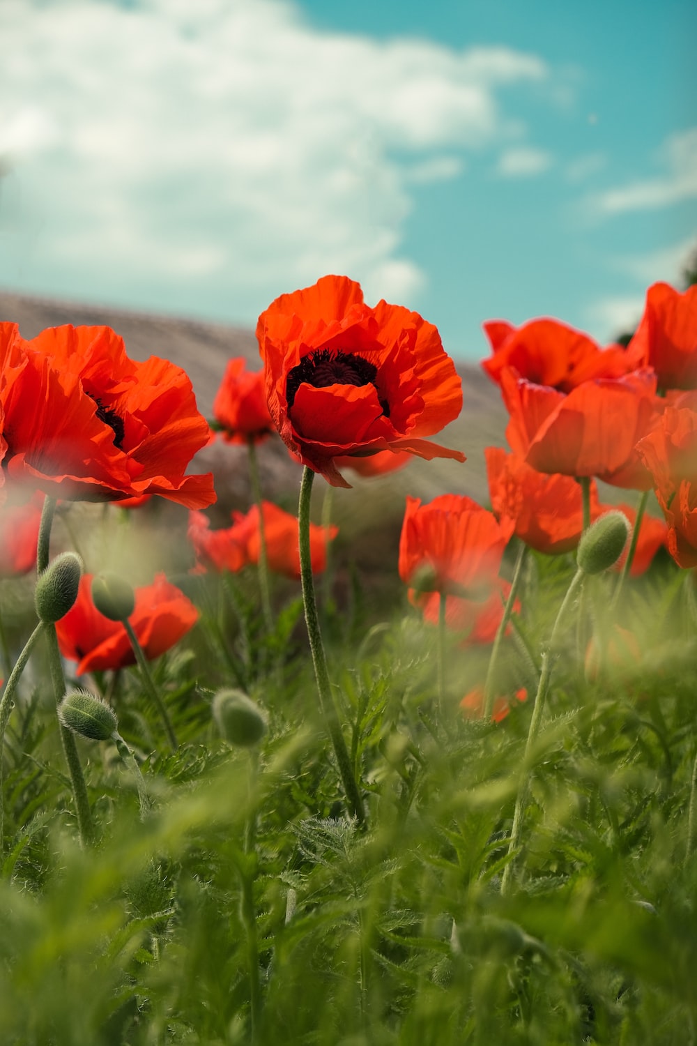 Poppy Flower Wallpapers