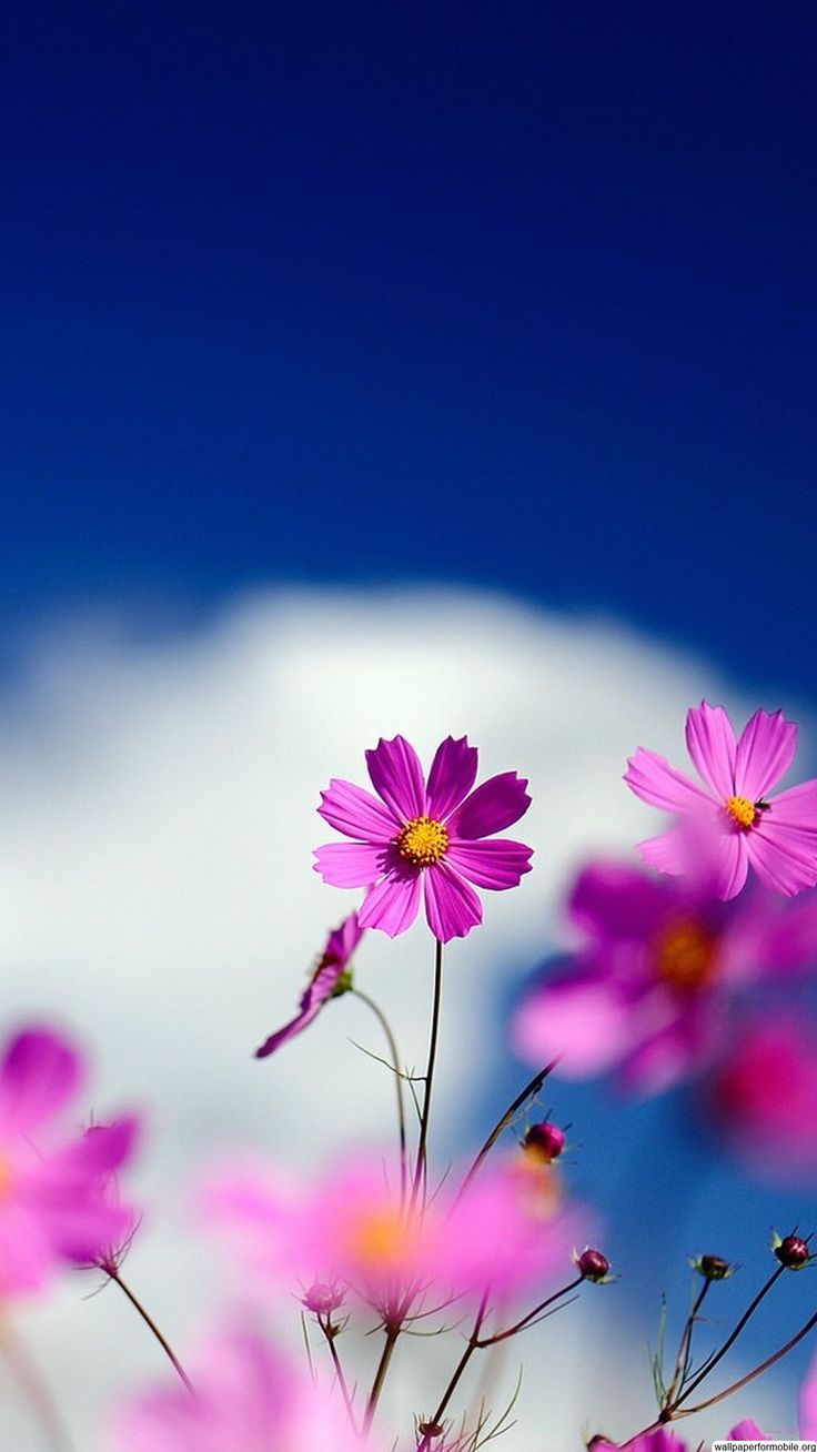 Pretty Flowers Wallpapers