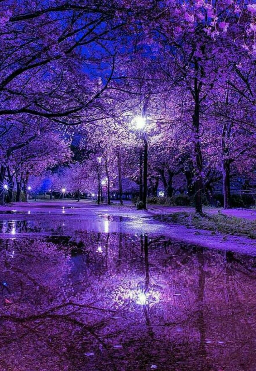 Pretty Purple Pictures Wallpapers