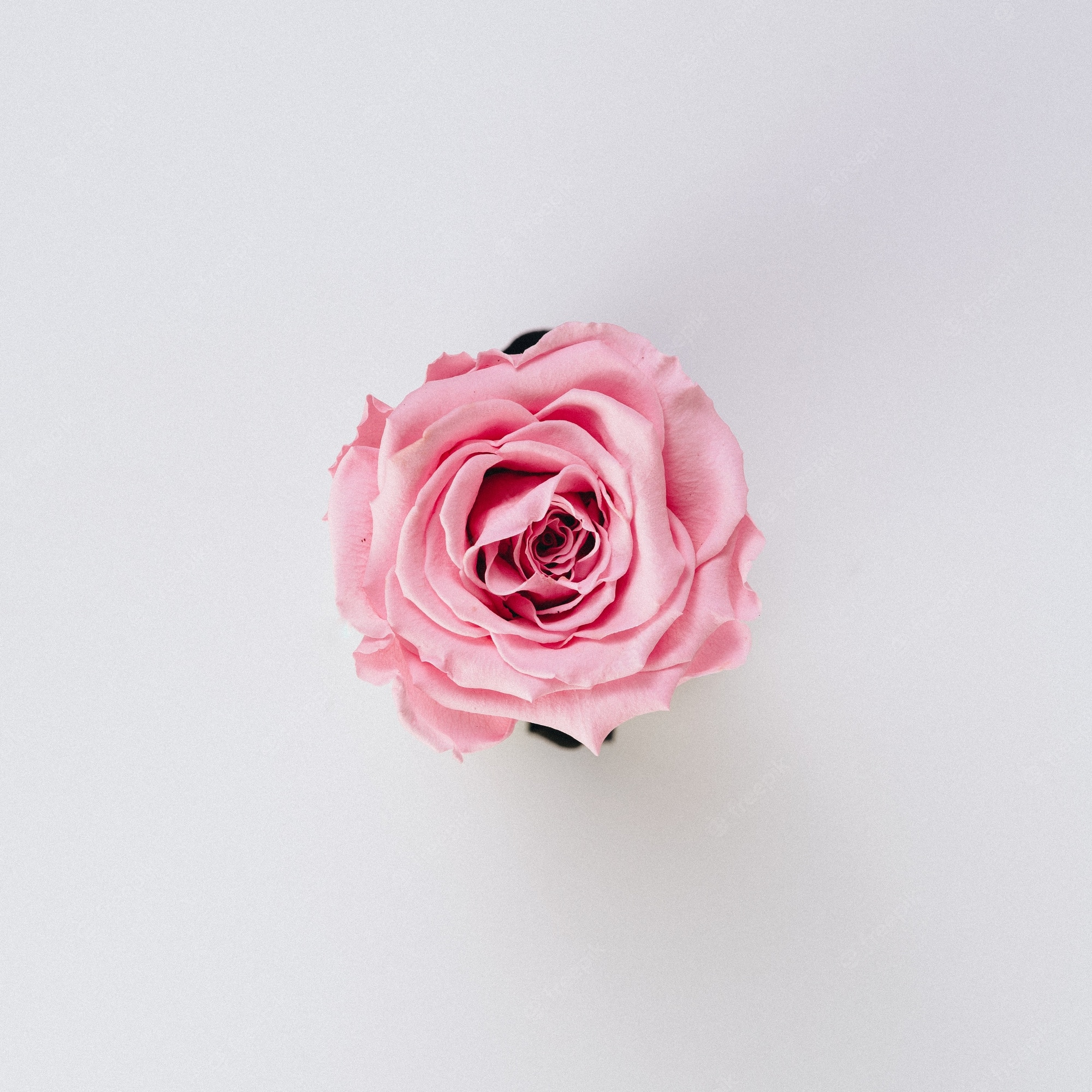 Pretty Roses Wallpapers