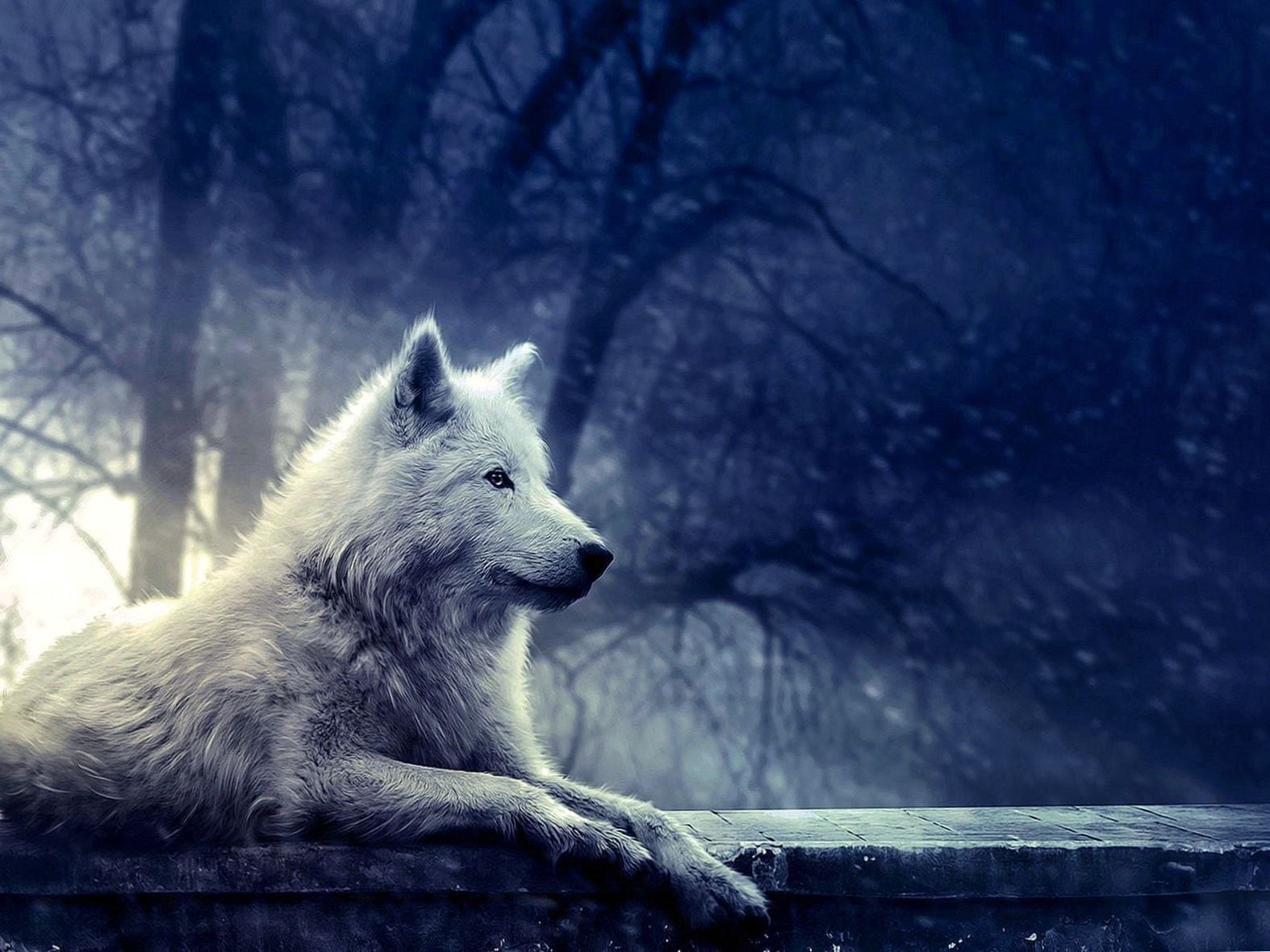 Pretty Wolf Wallpapers