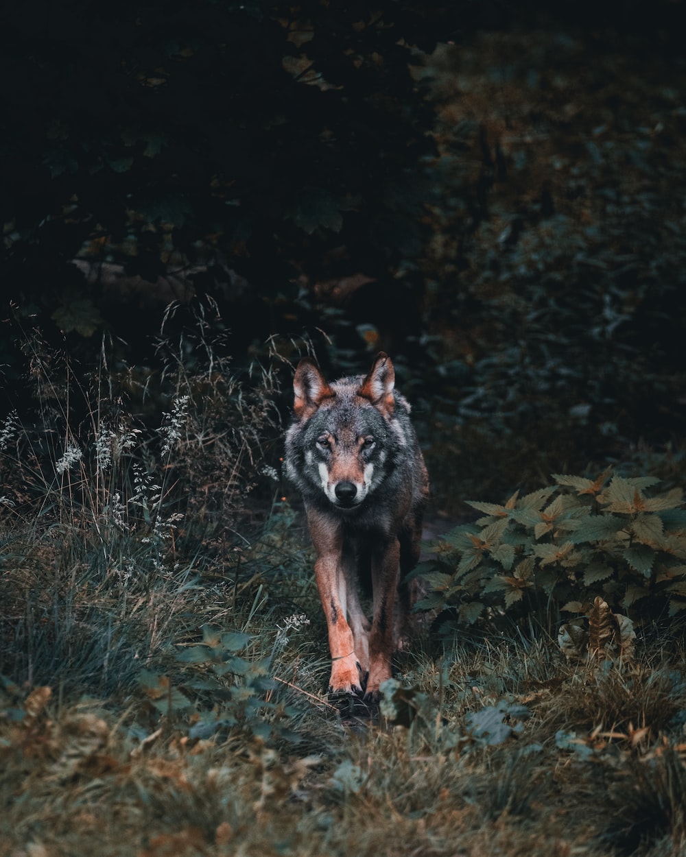 Pretty Wolf Wallpapers