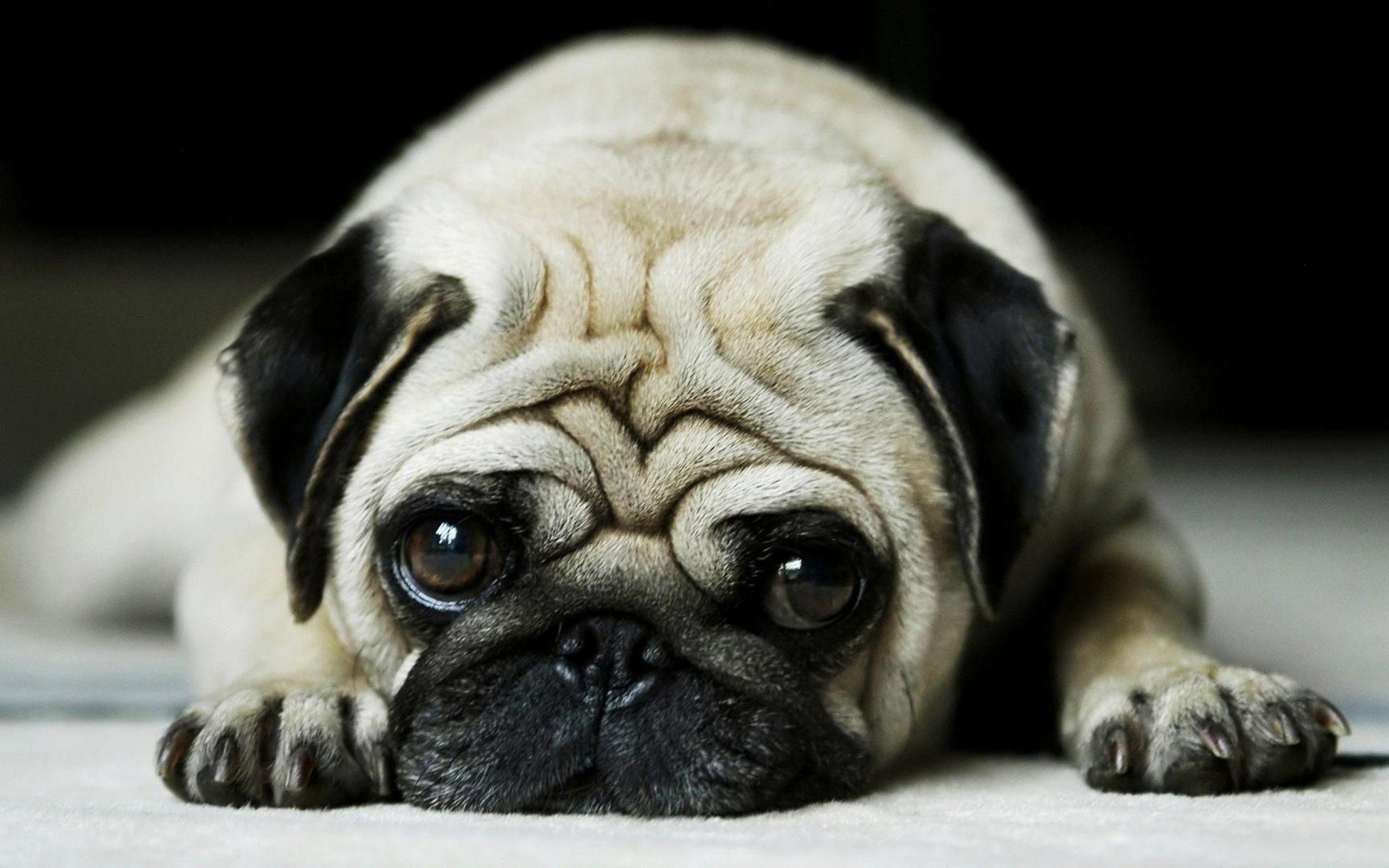 Pug Live Wallpapers