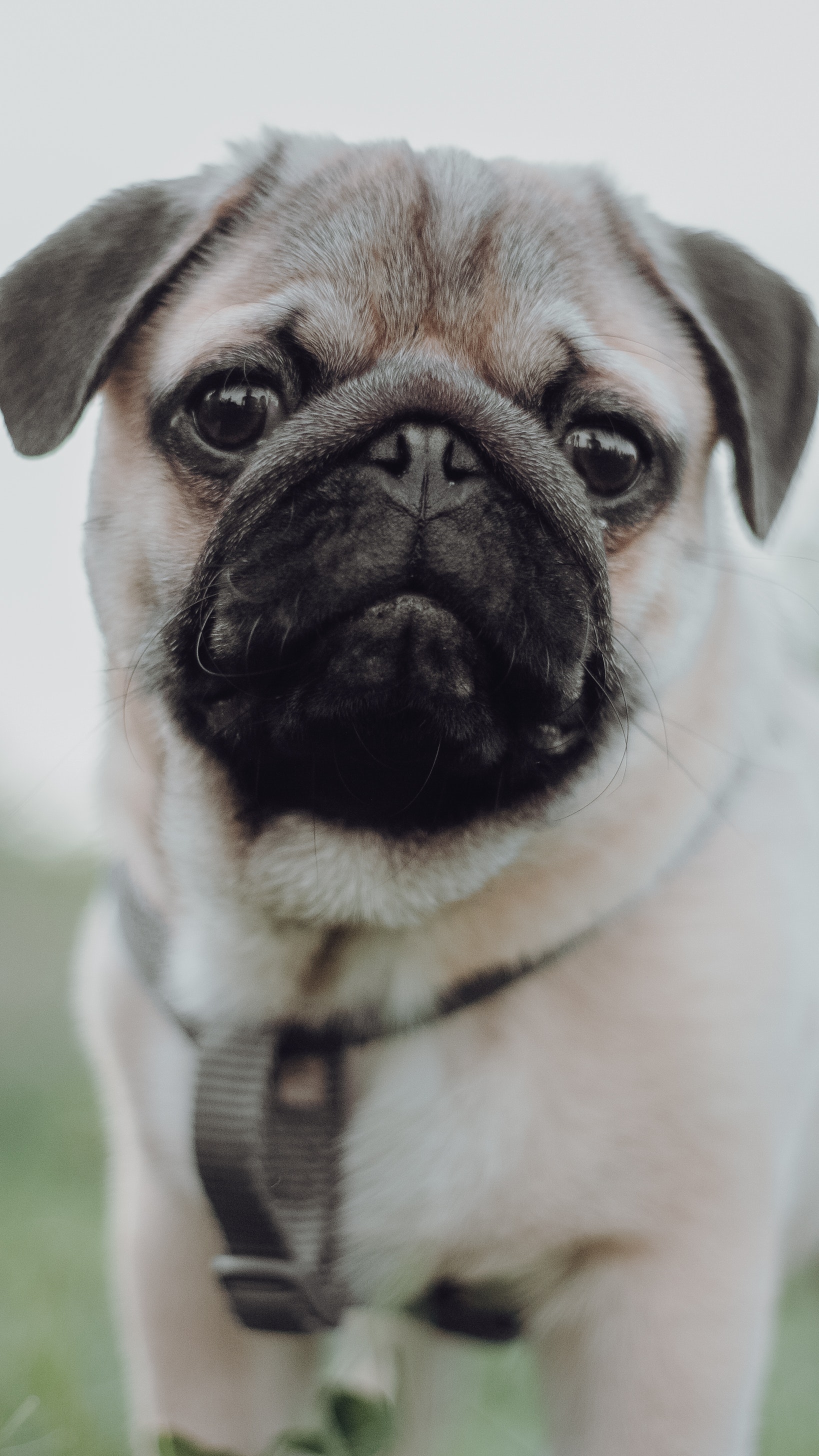 Pug Iphone Wallpapers