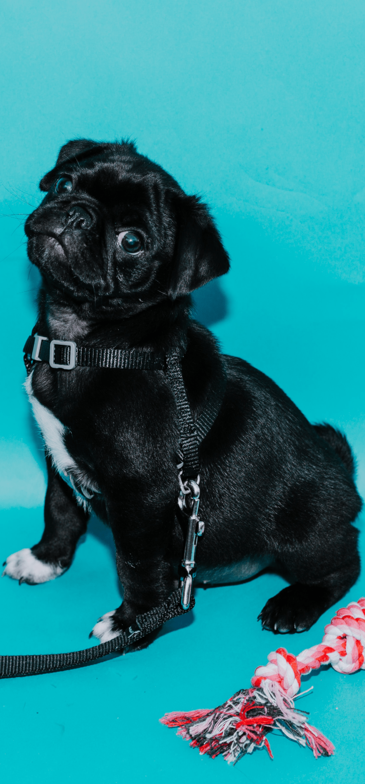 Pug Iphone Wallpapers