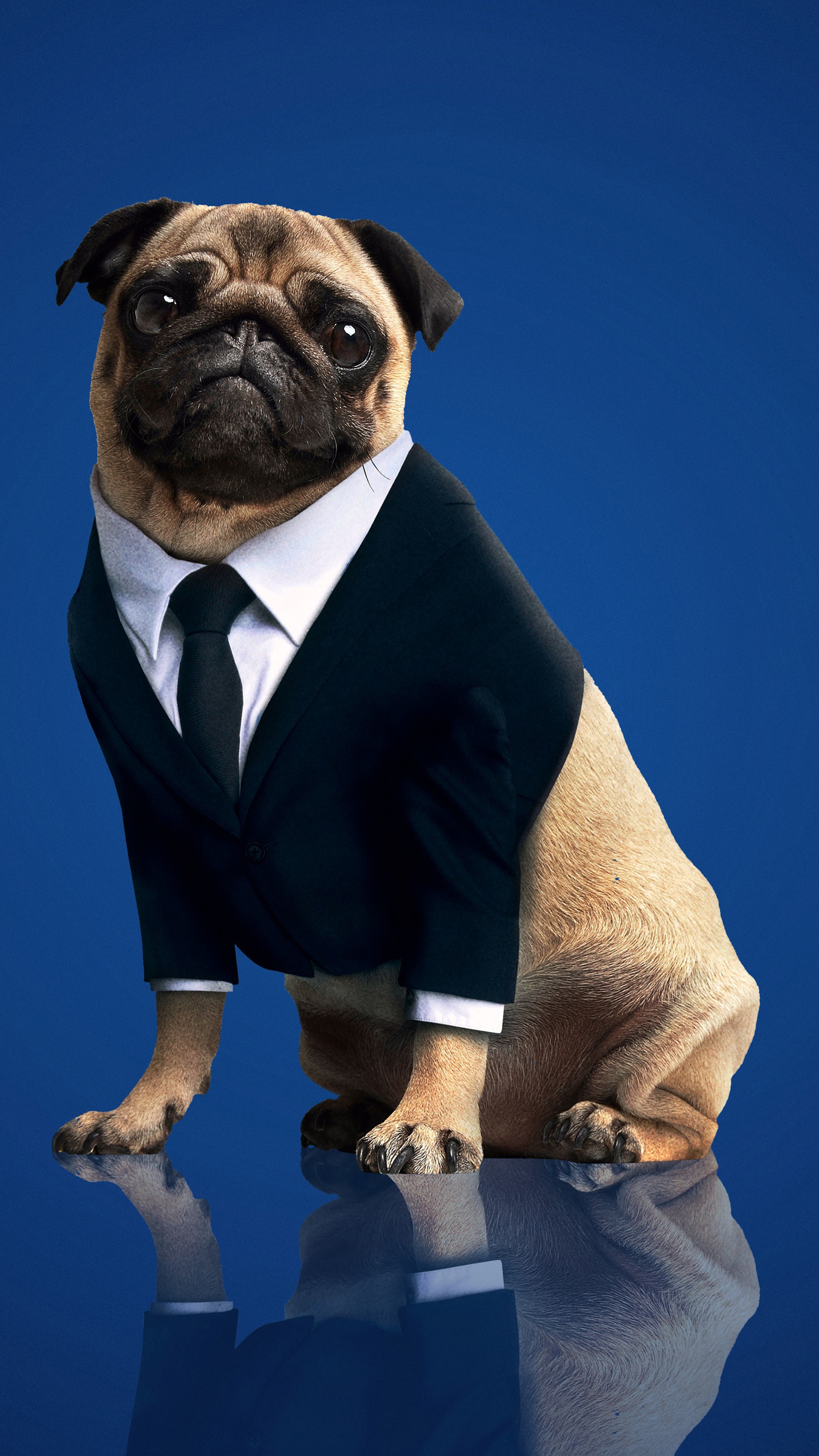 Pug Iphone Wallpapers