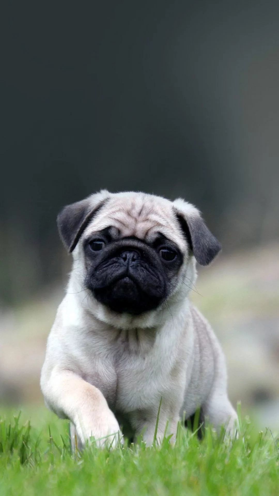 Pug Iphone Wallpapers