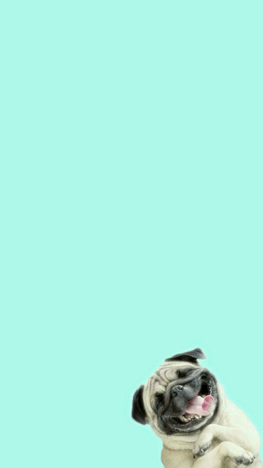 Pug Iphone Wallpapers