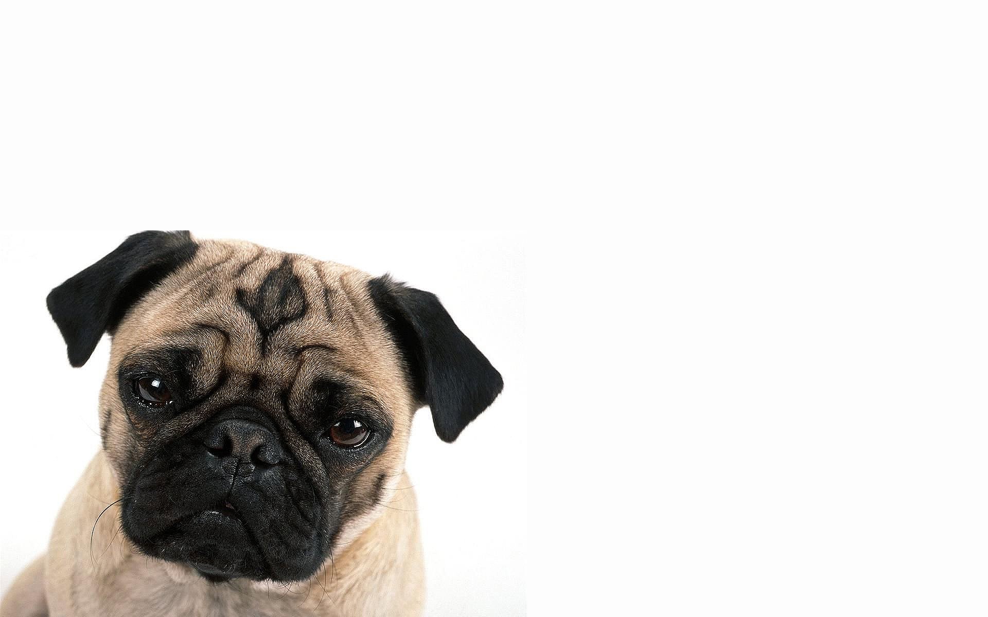 Pug Iphone Wallpapers