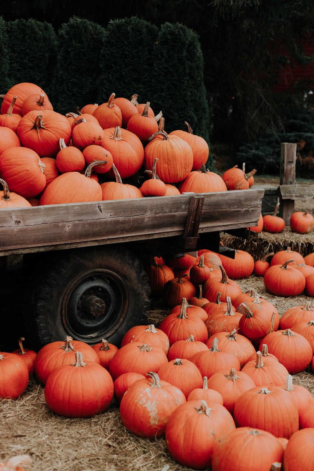 Pumpkin Patch Wallpapers