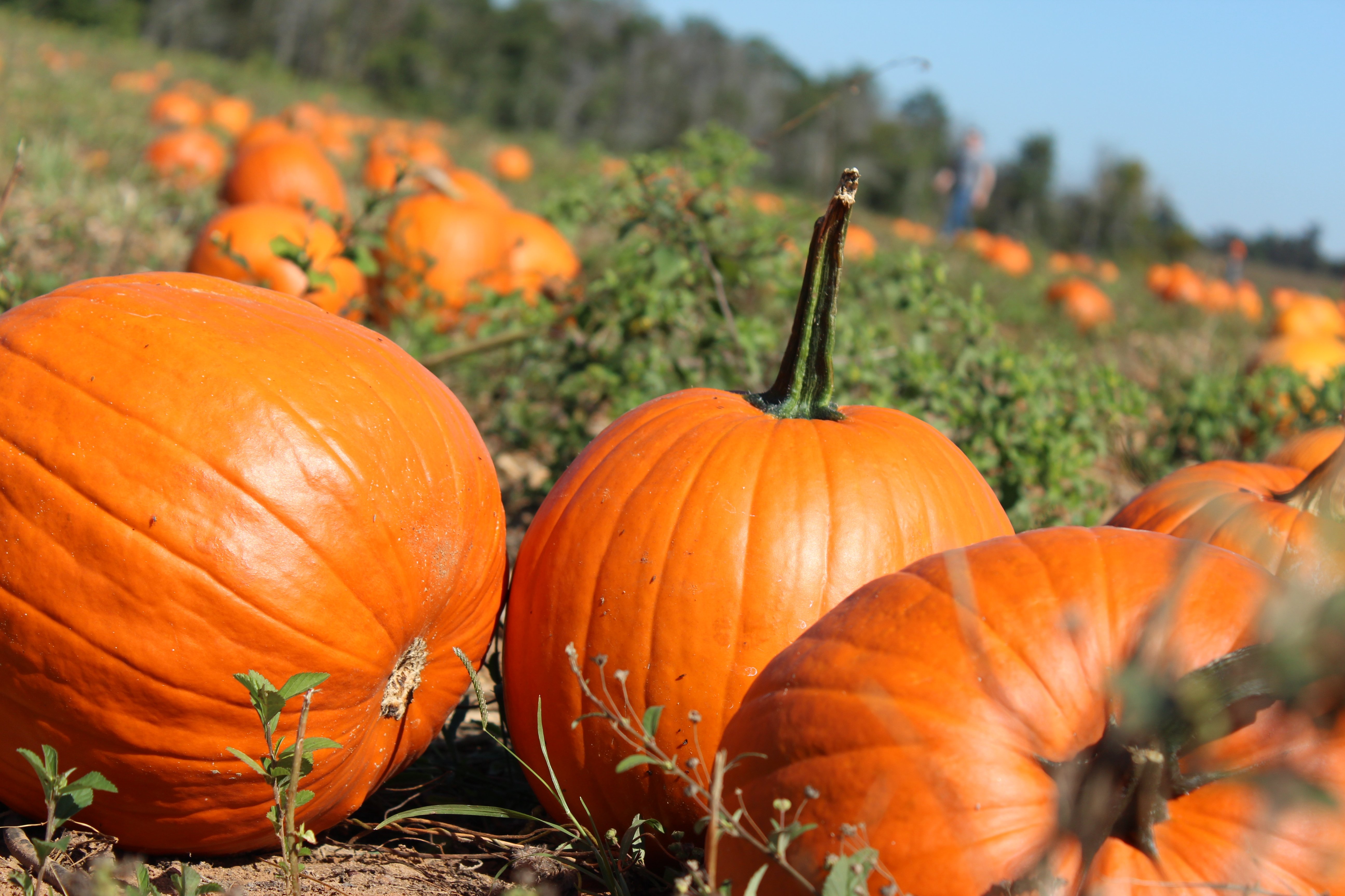 Pumpkin Patch Wallpapers