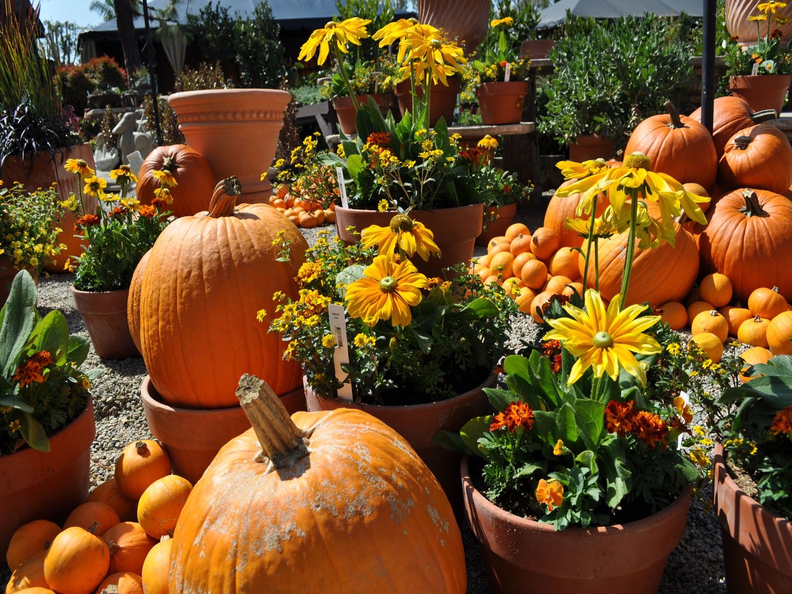 Pumpkins And Flowers Wallpapers