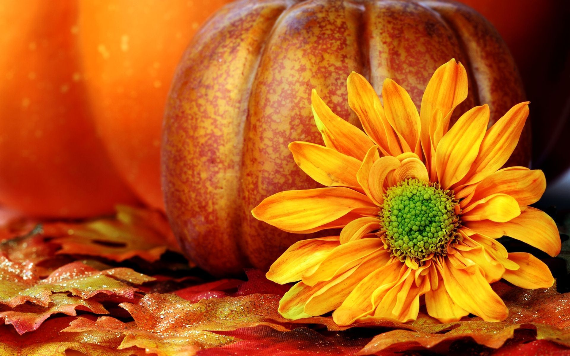 Pumpkins And Flowers Wallpapers