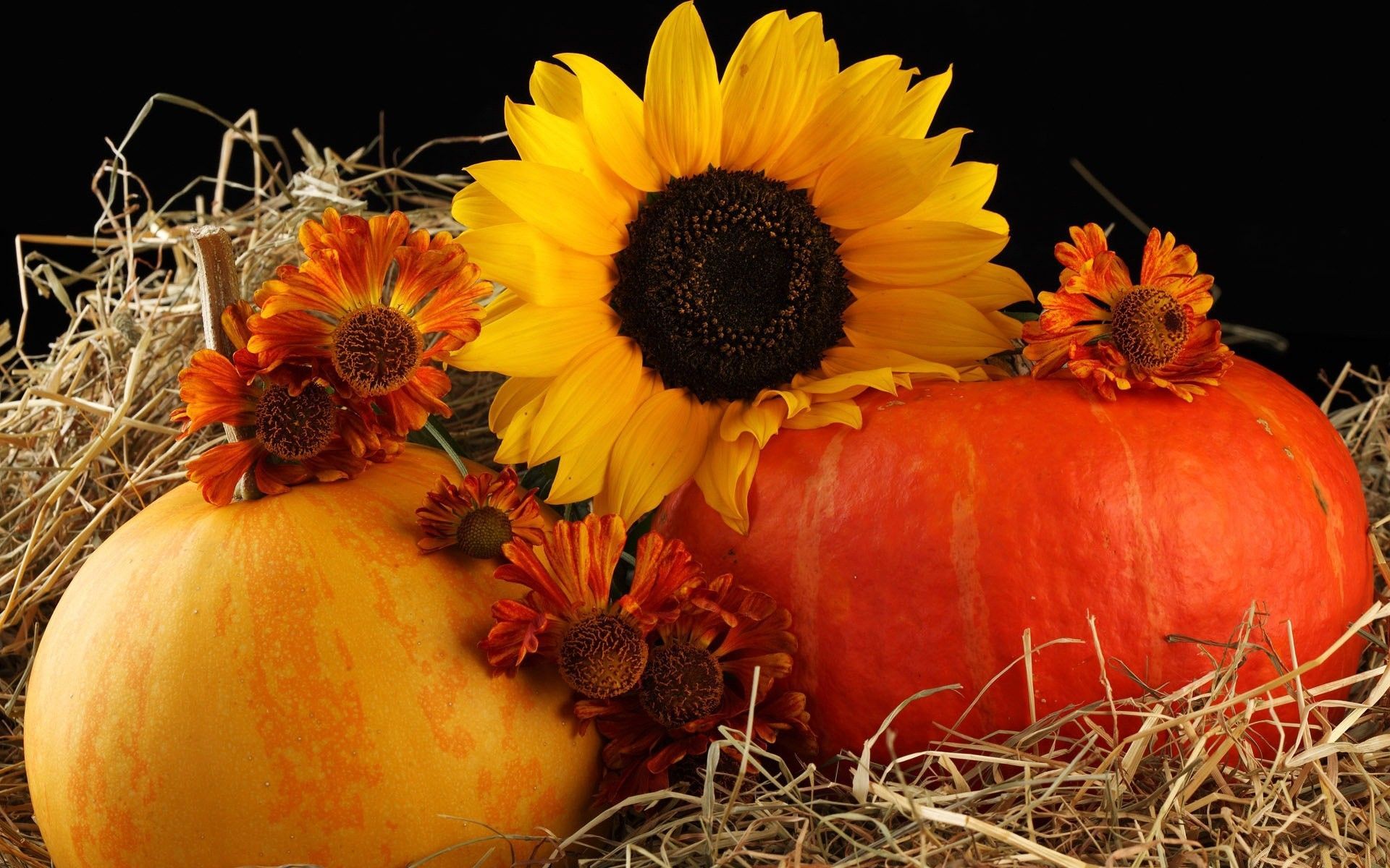 Pumpkins And Flowers Wallpapers