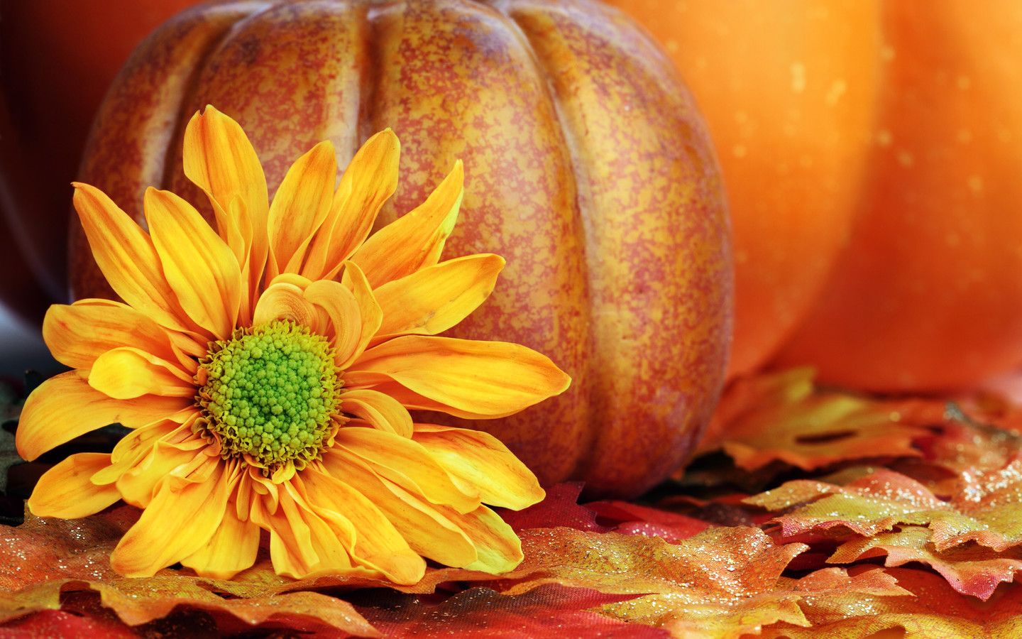 Pumpkins And Flowers Wallpapers