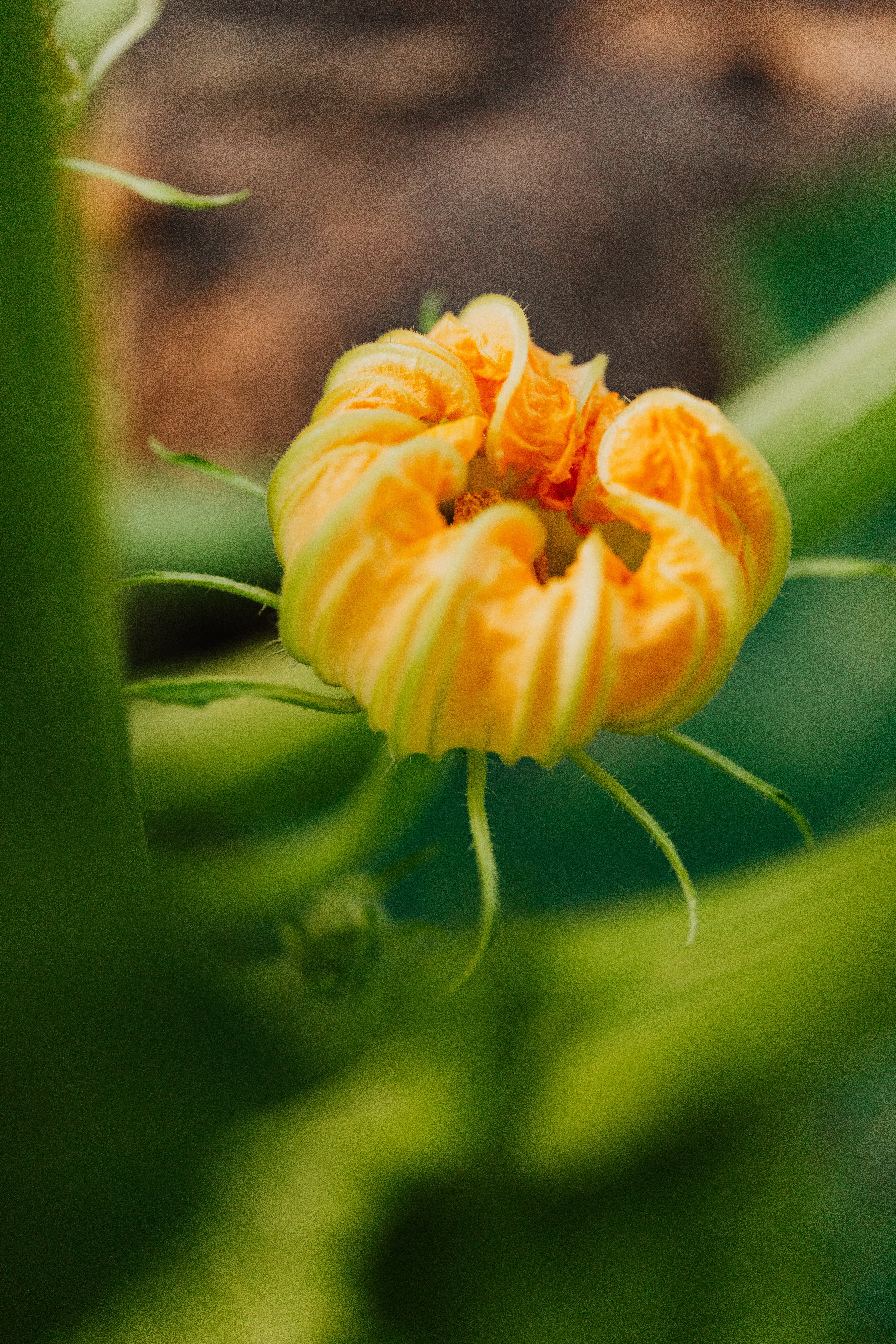 Pumpkins And Flowers Wallpapers