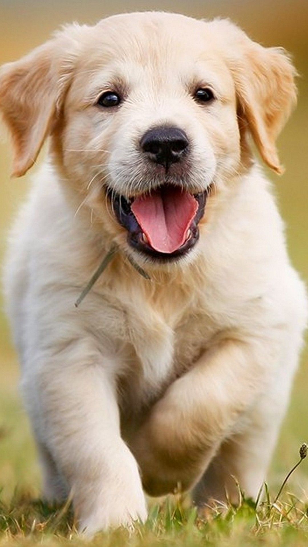 Puppies Hd Wallpapers