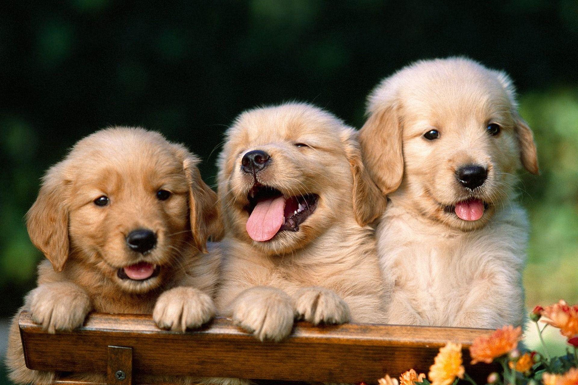 Puppies Hd Wallpapers