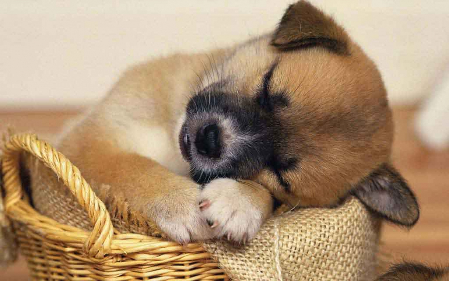 Puppies Hd Wallpapers