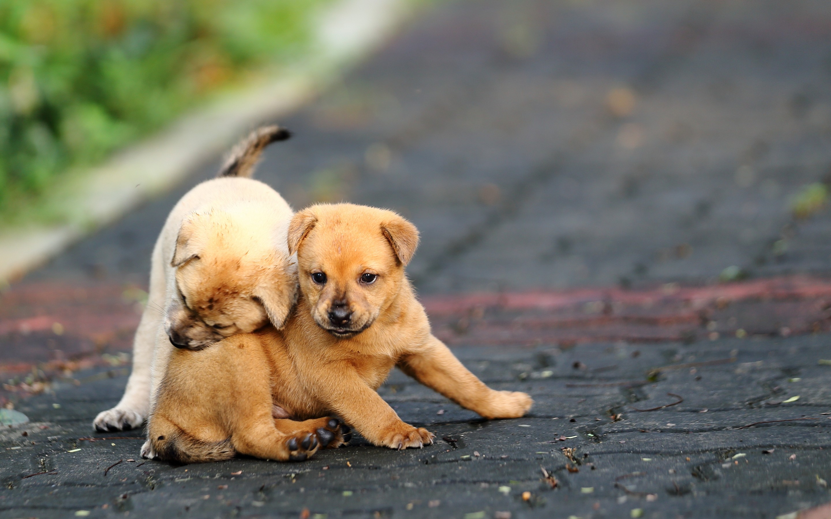 Puppies Hd Wallpapers