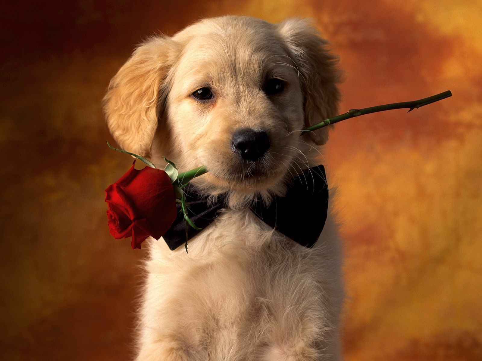 Puppies Hd Wallpapers