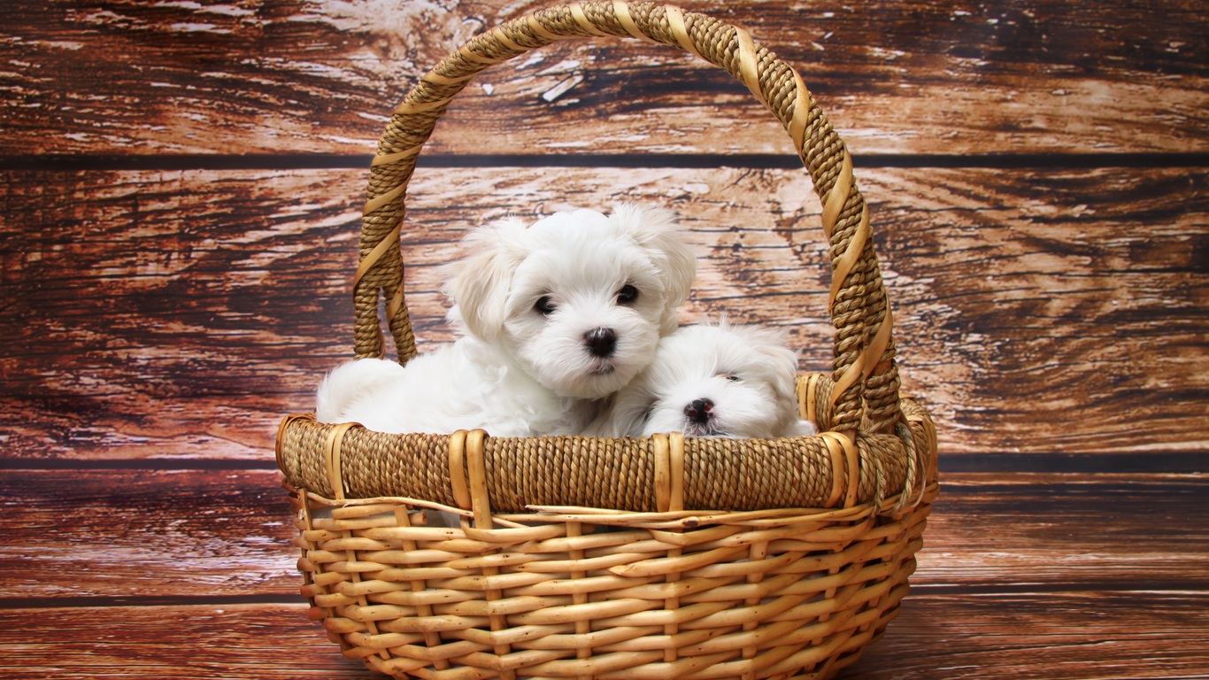 Puppies Hd Wallpapers