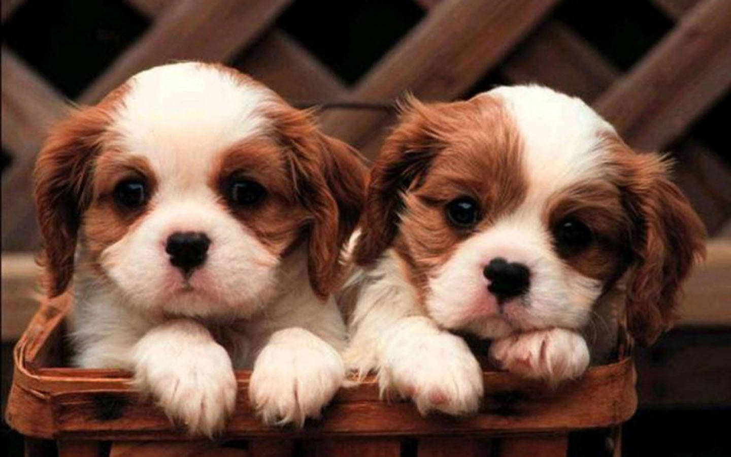 Puppies Hd Wallpapers