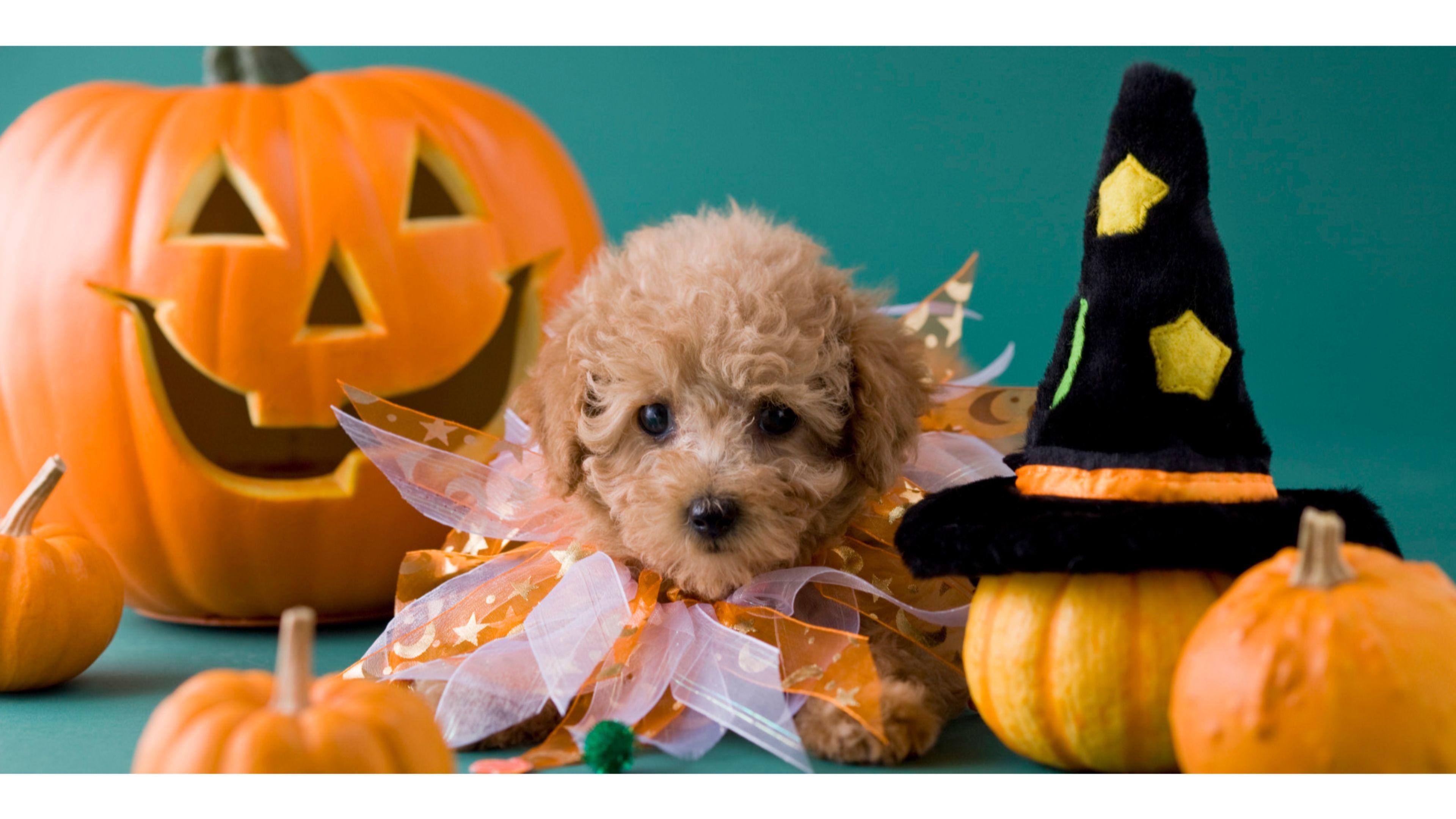 Puppy Halloween Wallpapers