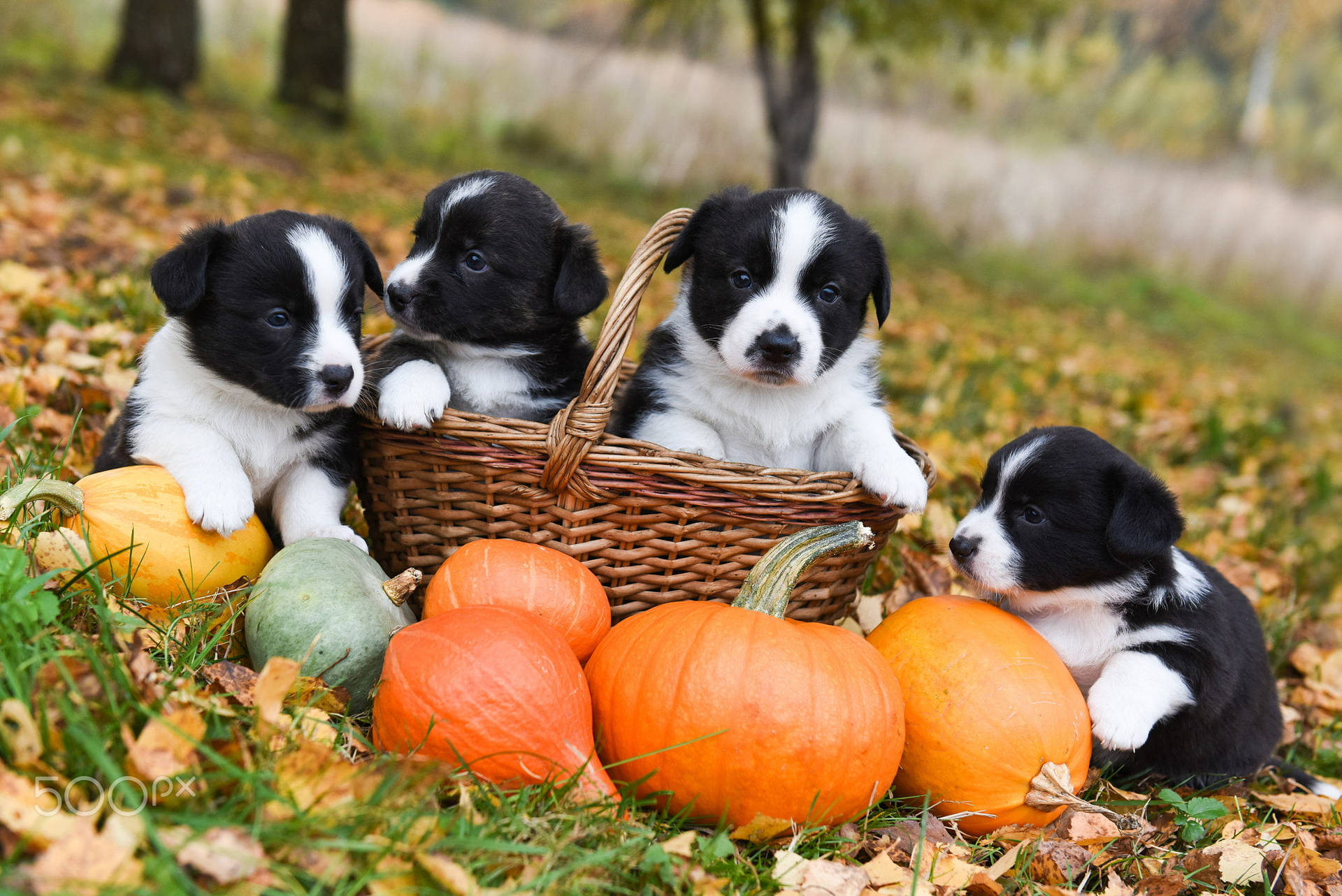 Puppy Halloween Wallpapers