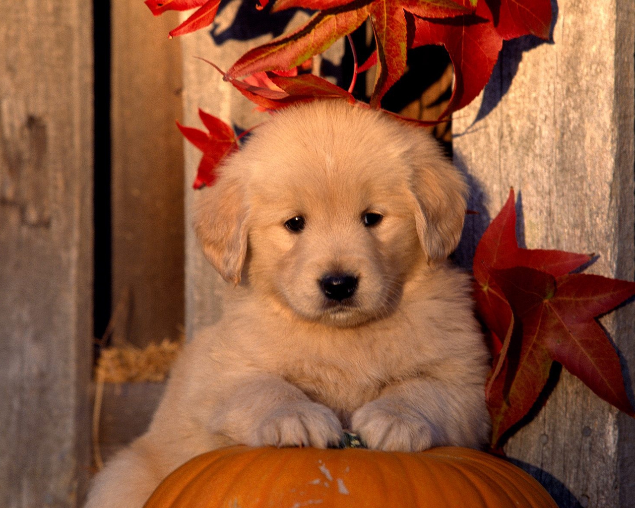 Puppy Halloween Wallpapers