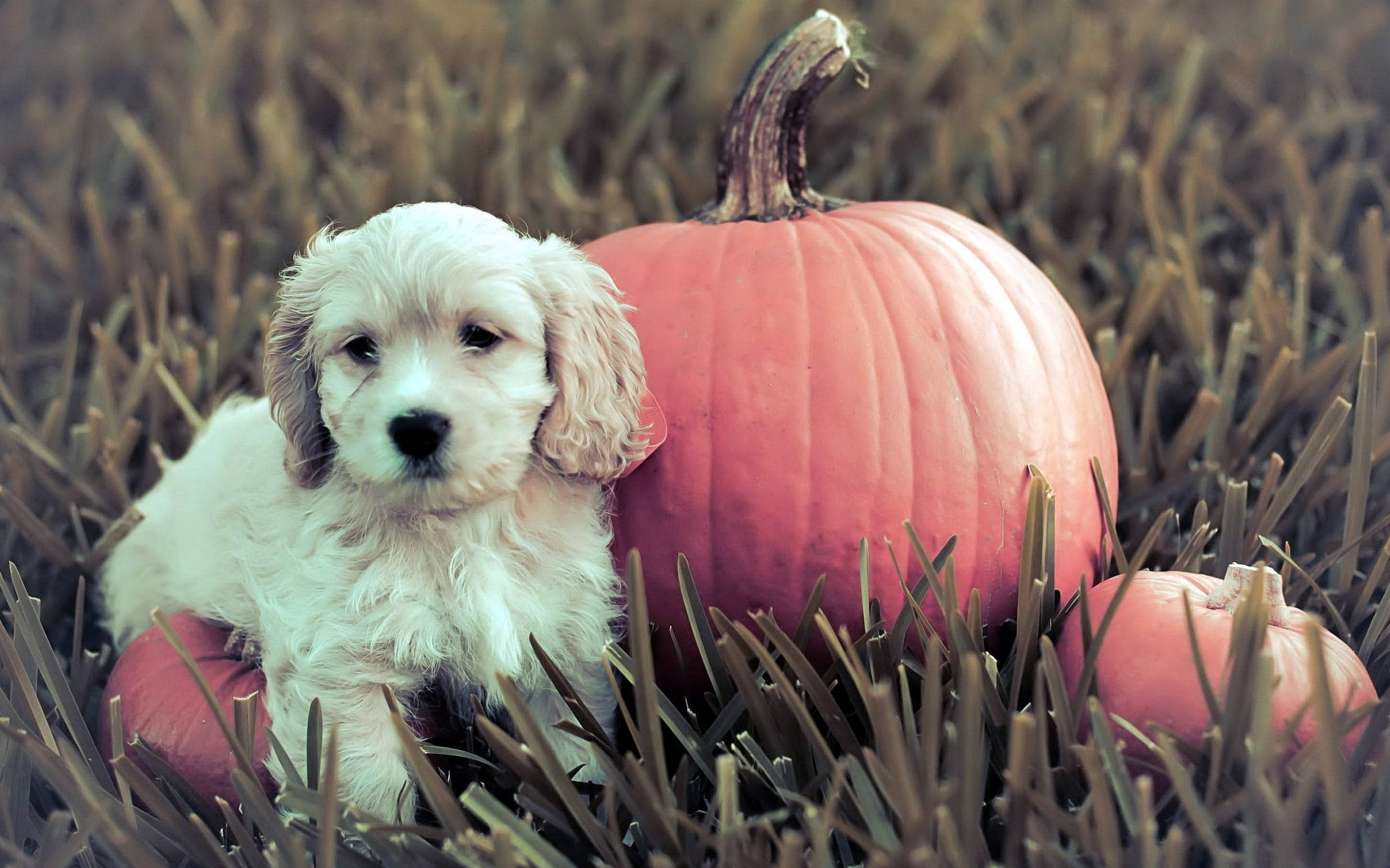 Puppy Halloween Wallpapers