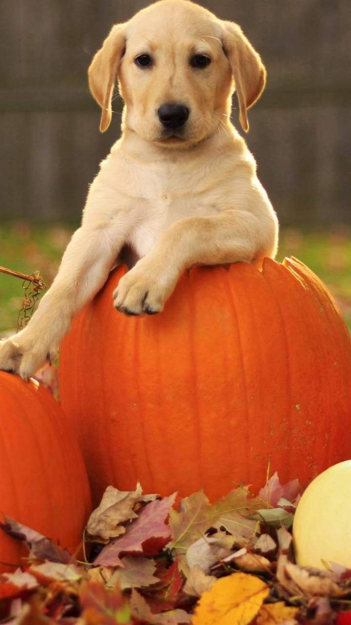 Puppy Halloween Wallpapers